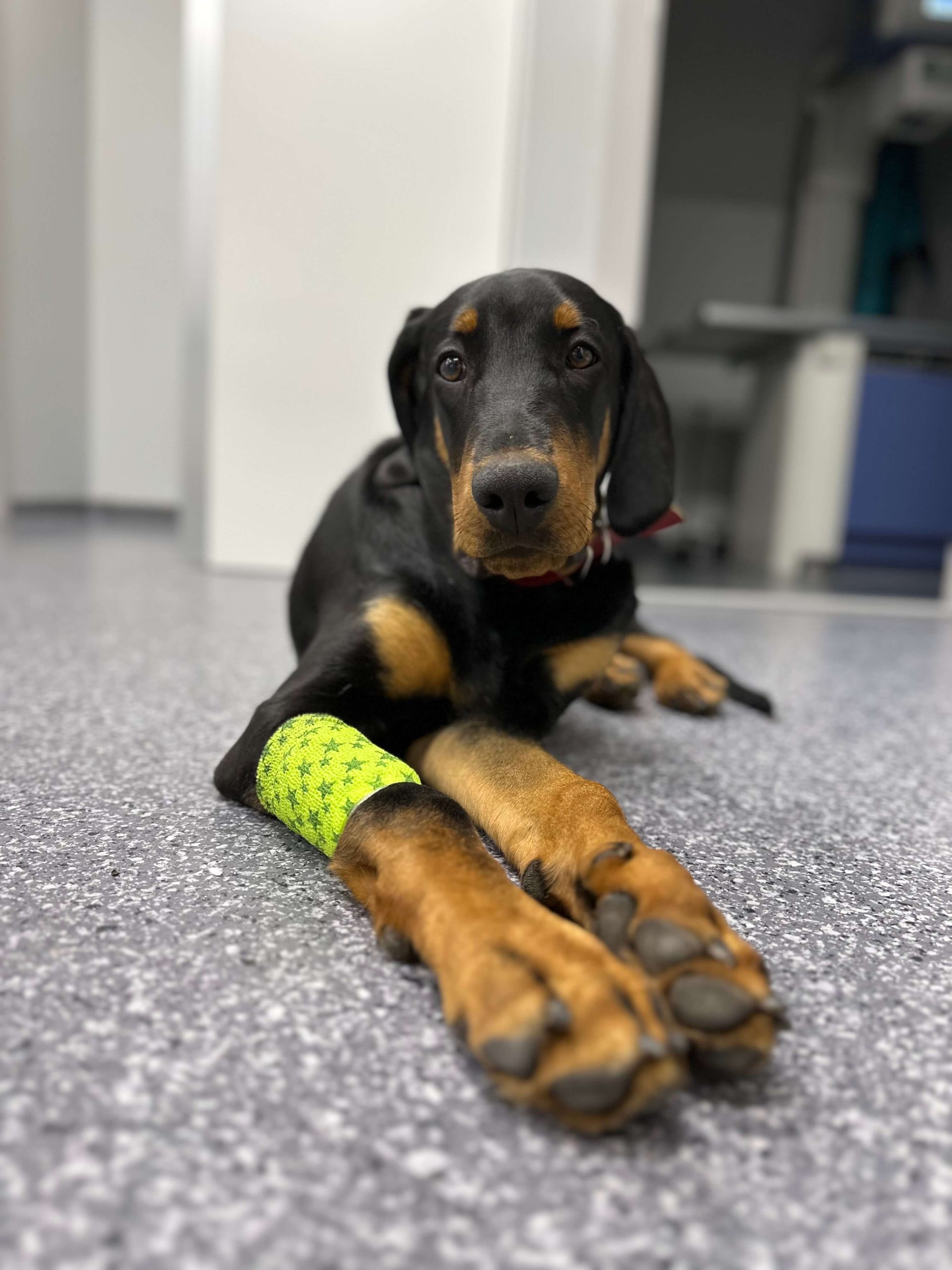 Šunų kastravimas ir sterilizacija