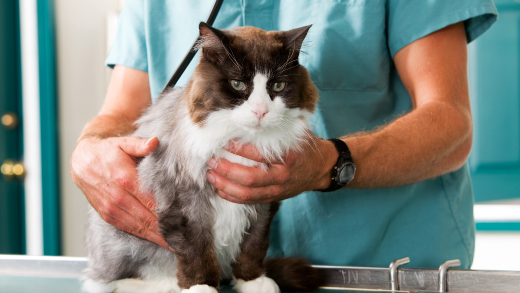 katė pas veterinarą