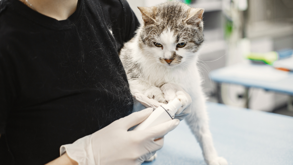 katinas pas veterinarą, tikrinama jo būklė