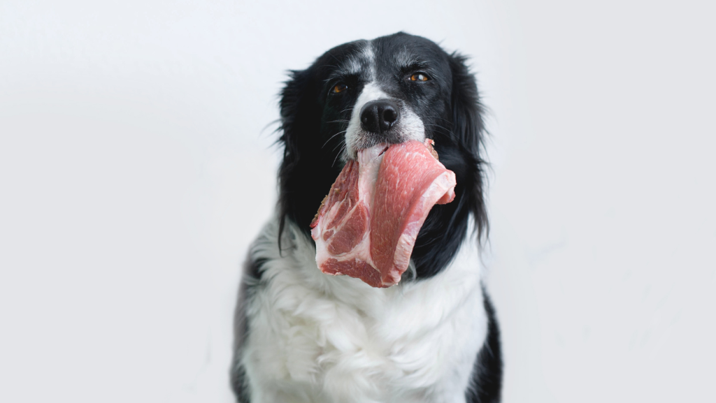 šunų RAW MITYBA - šuo įsikandęs mėsos gabalą