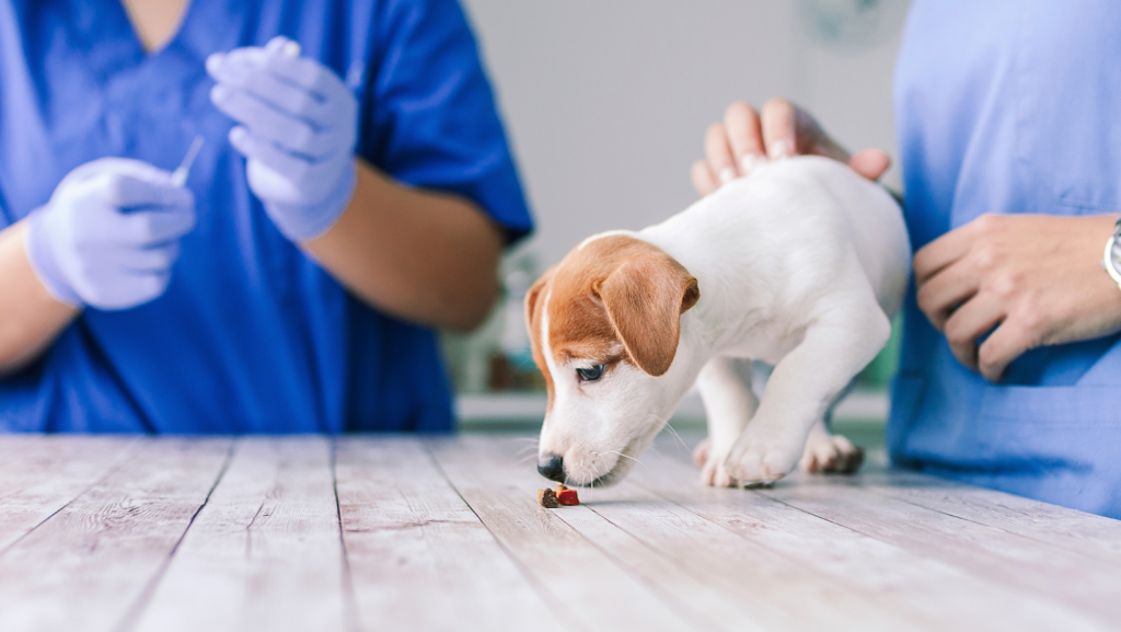 Begemotas veterinarijos klinikos pacientas šuo