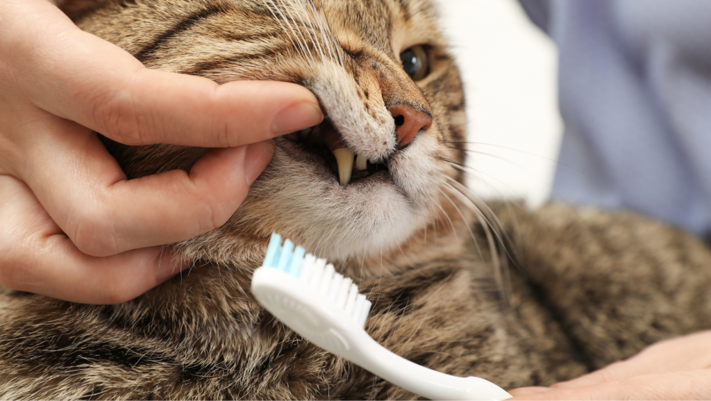 kačių dantų valymas