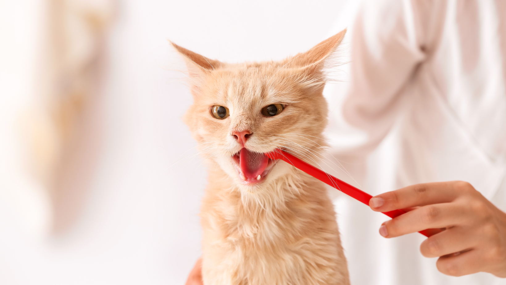 kačių dantų valymas