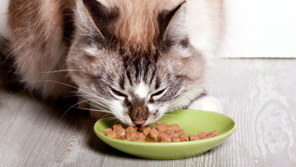 kačių mityba šlapiu pašaru