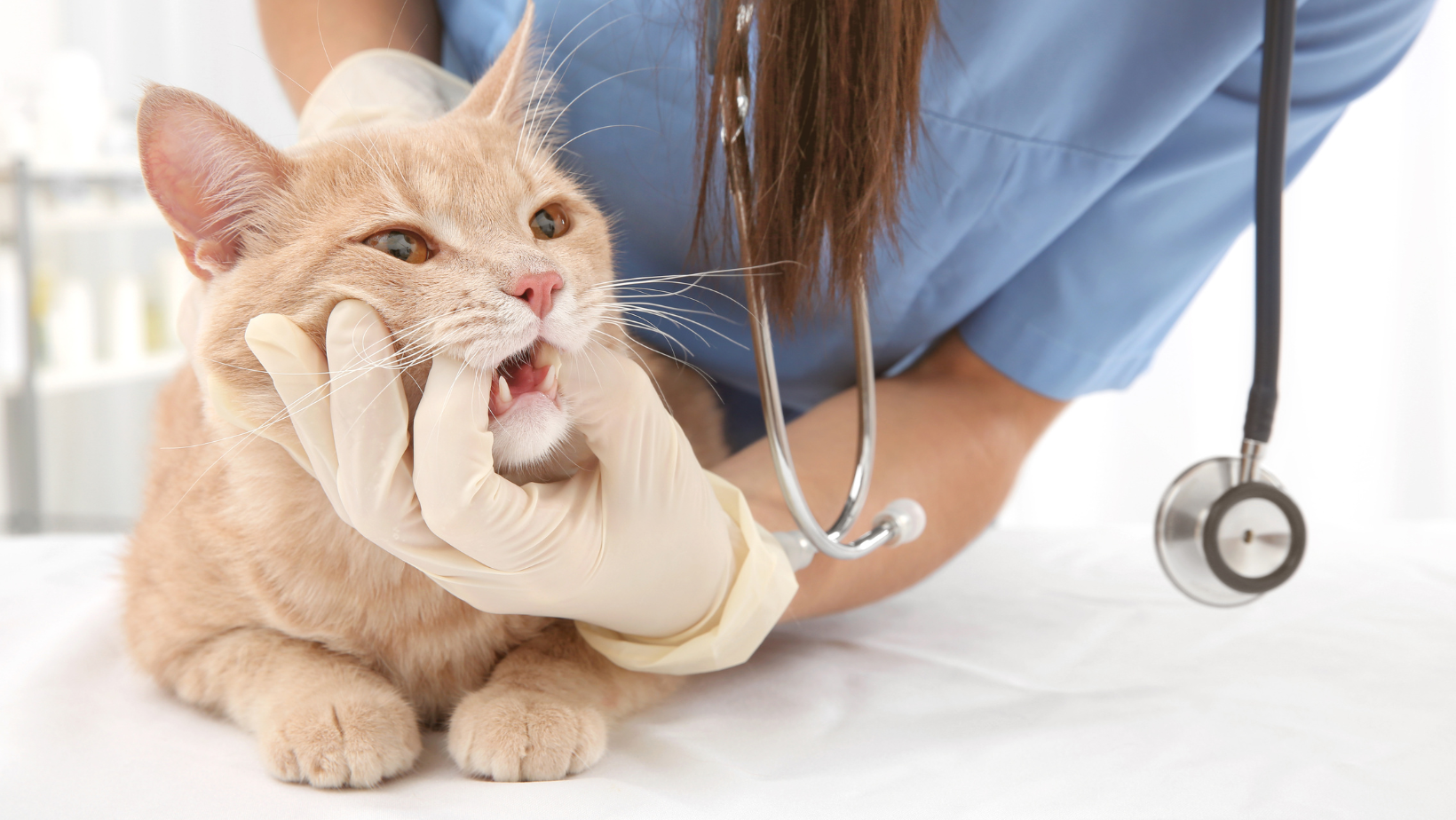 Profesionalus kačių dantų valymas Begemotas veterinarijos klinikoje