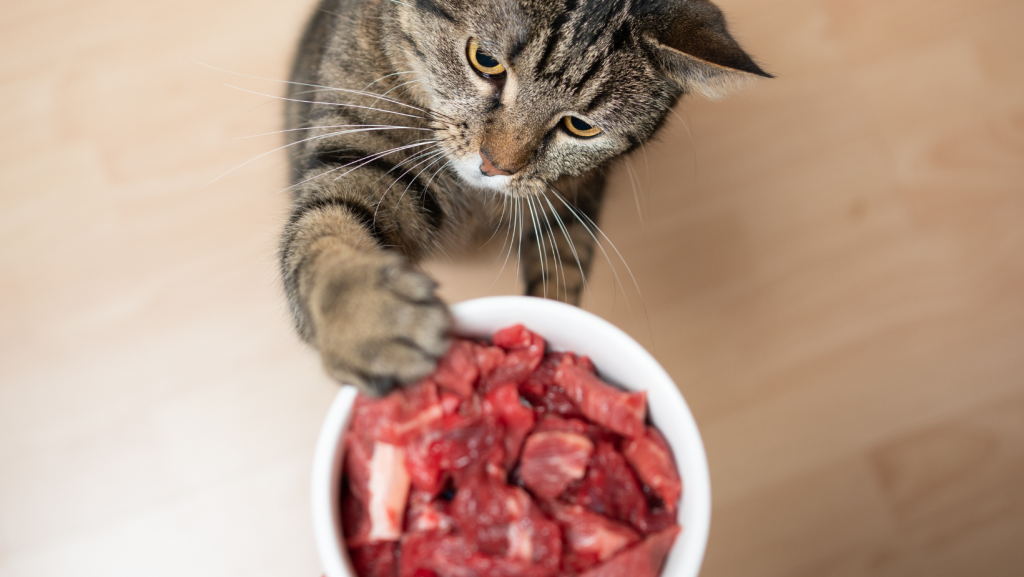 raw mityba katėms