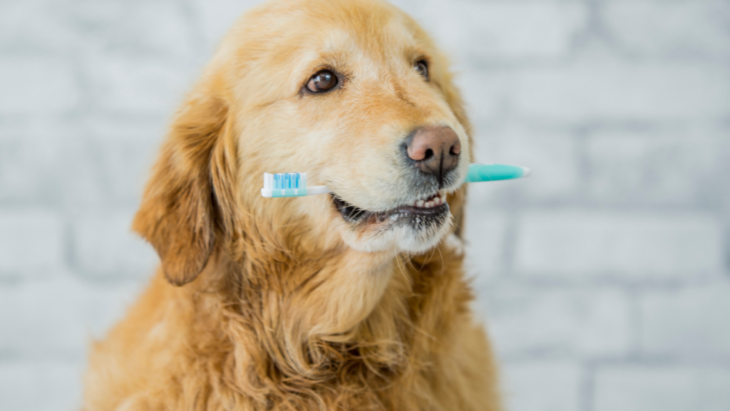 šuns dantų priežiūra namuose