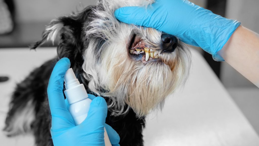 šunų dantų apnašų valymas