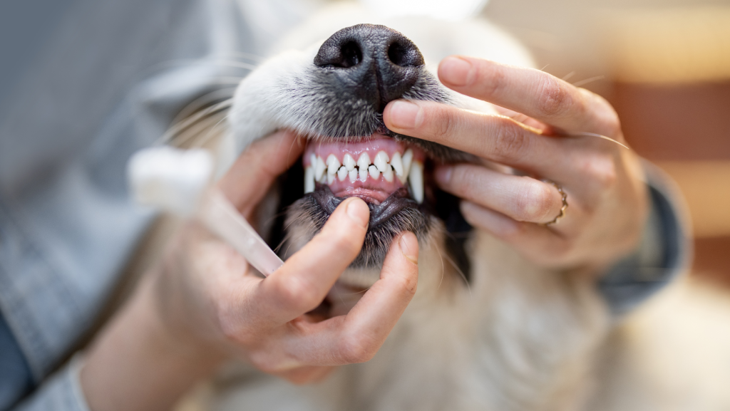 šunų dantų priežiūra