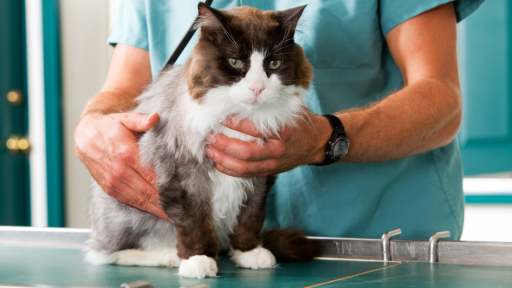 katinas veterinarijos klinikoje