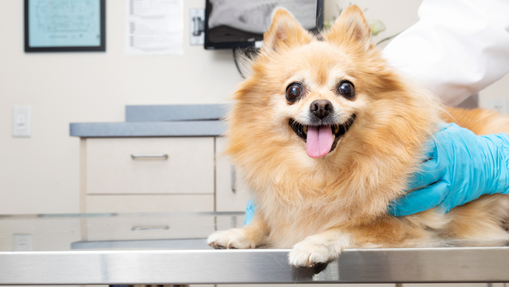 laimingas šuo veterinarijos klinikoje