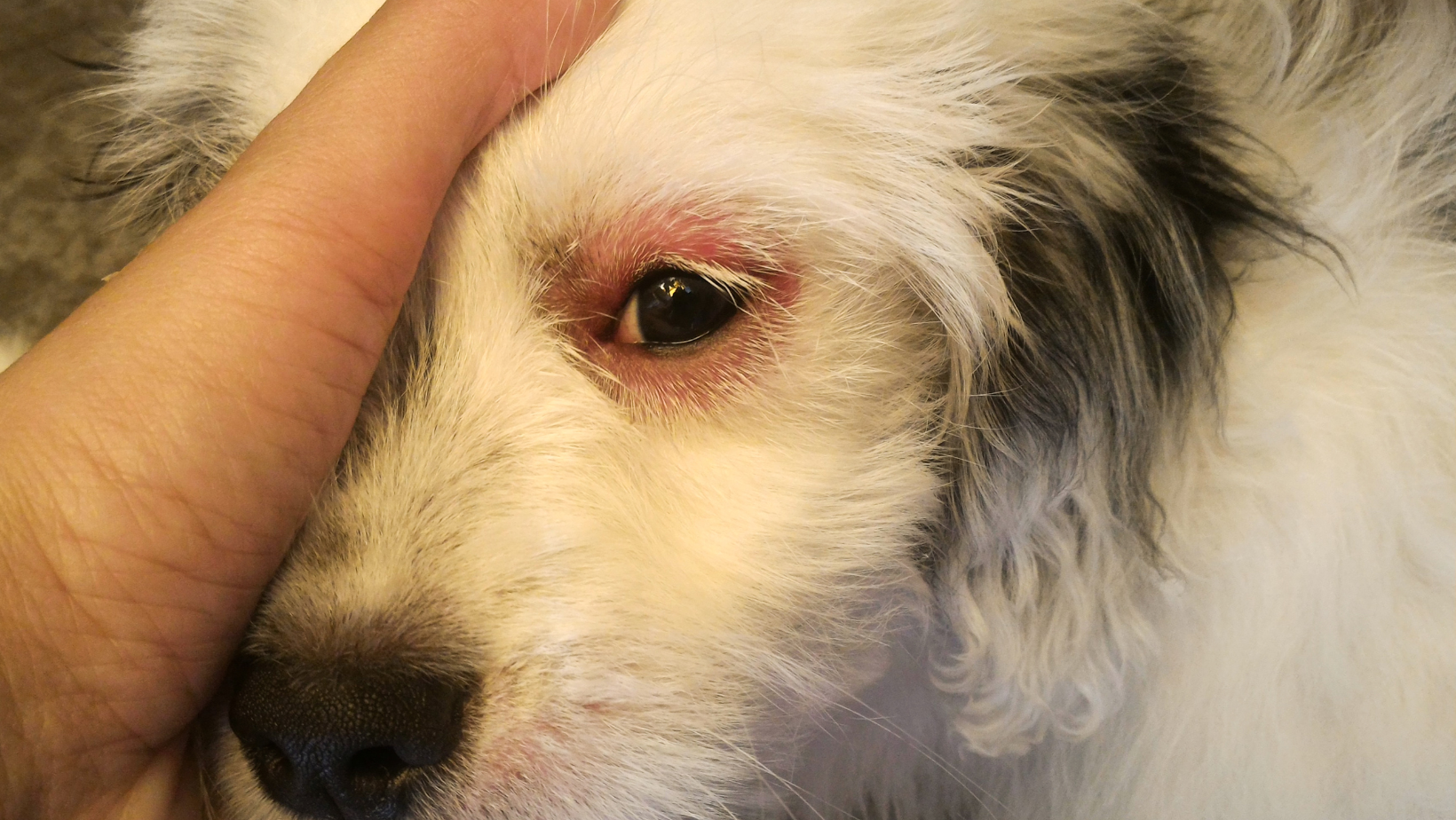 paraudusios šuns akys