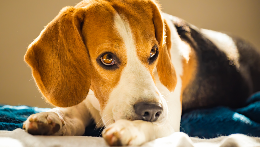 šuniui dėl alergijos išsivystė dermatitas ir jis kanda savo kojytę, kad pasikasytų