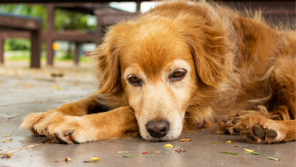 alergijos šunims simptomai - pavargęs šuo