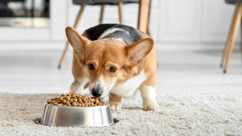 šunų alergija maistui - šuo nedrąsiai valgo