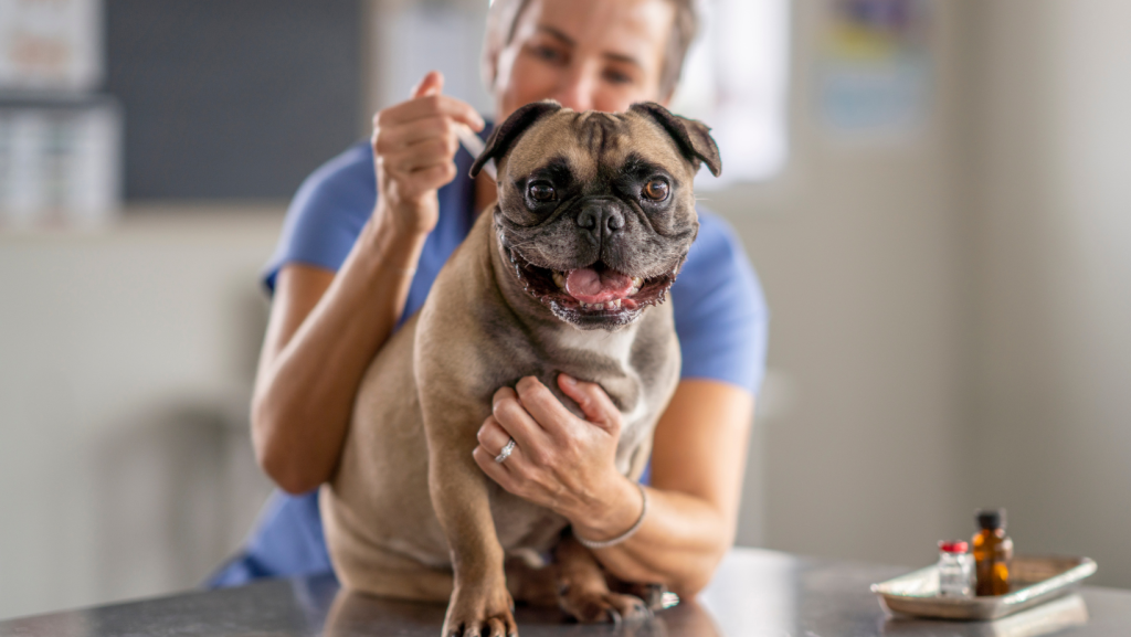 vaistai nuo alergijos šunims yra suleidžiami šuniukui