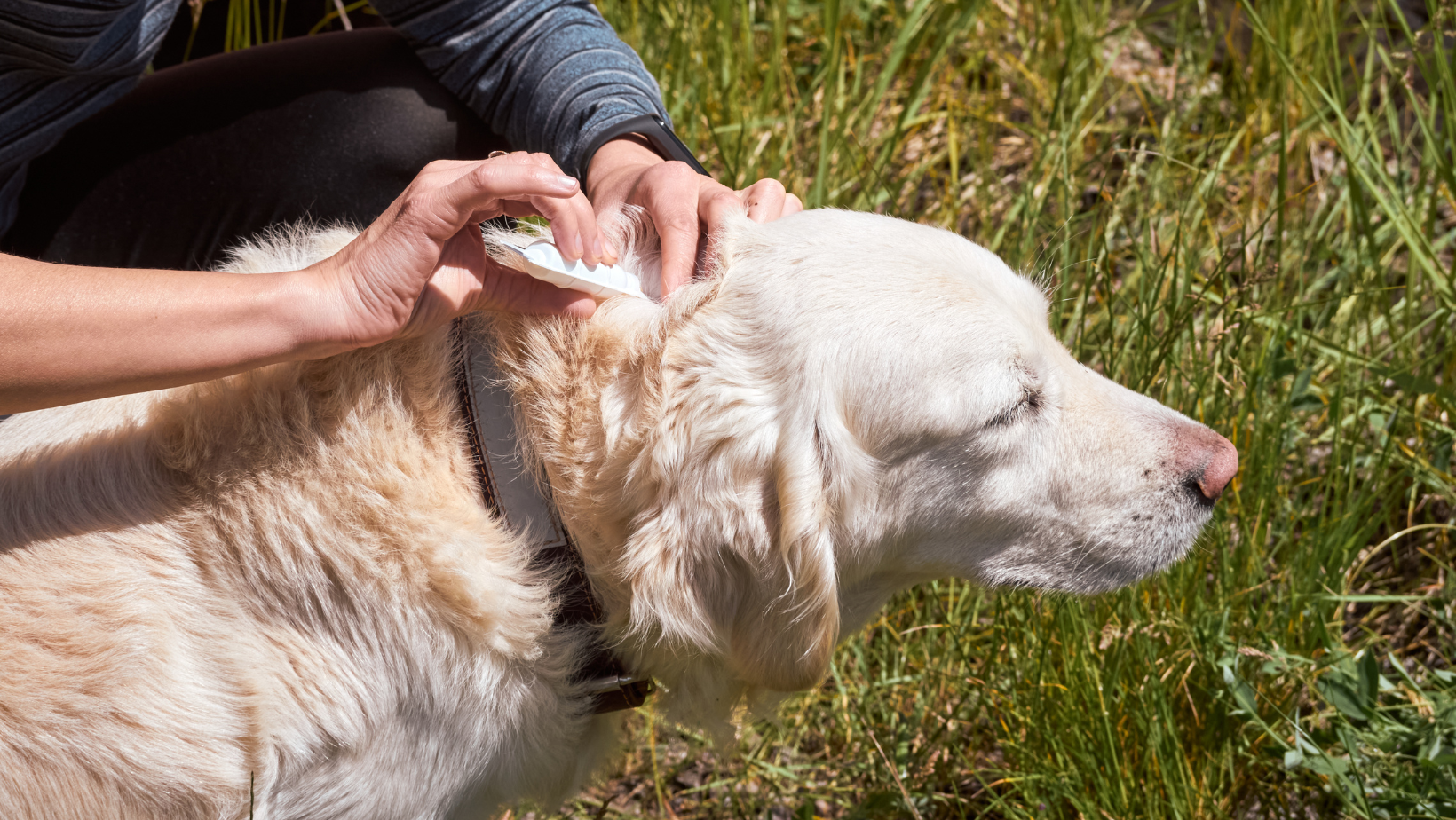 erkės įkandimas šuniui