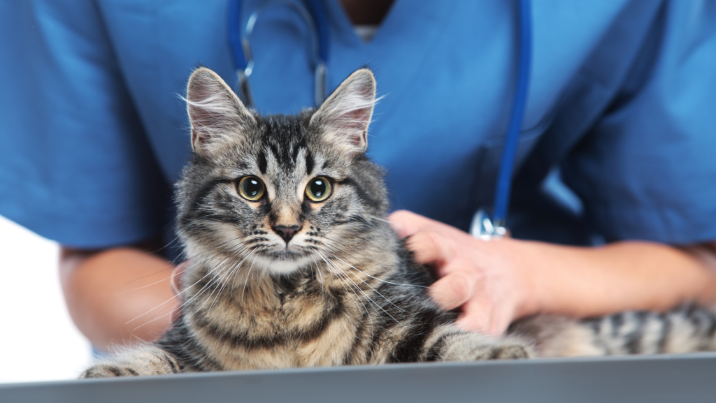 katė veterinarijos klinikoje dėl lekavimo