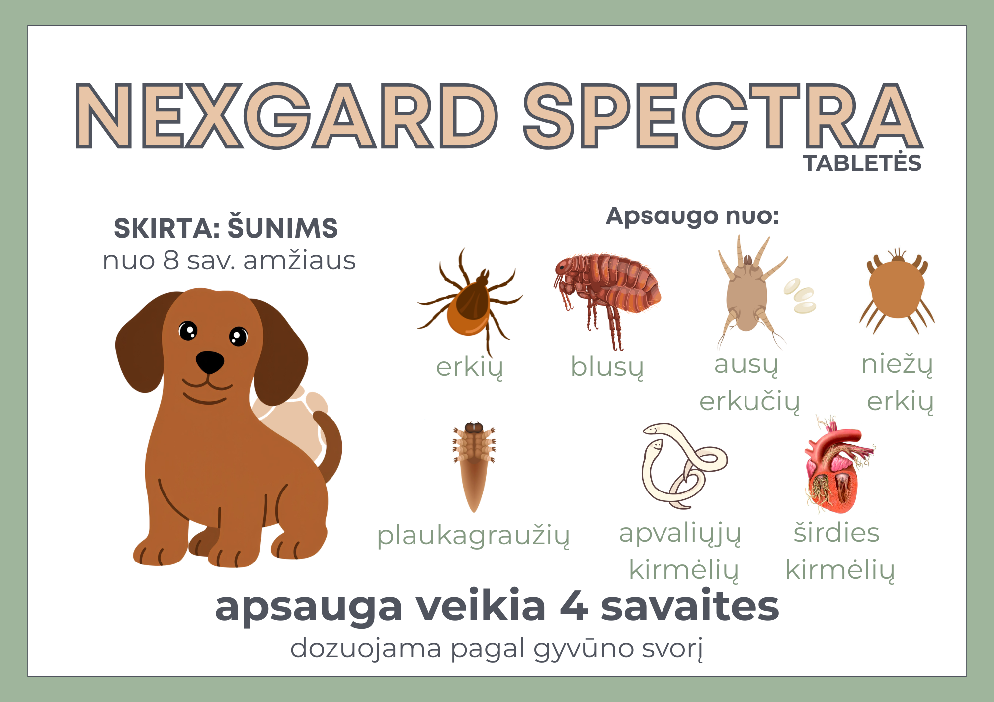 Nexgard Spectra tabletės šunims nuo 8 savaičių, apsaugančios nuo erkių, blusų, ausų erkučių, niežų erkių, plaukagraužių, apvaliųjų ir širdies kirmėlių 4 savaites.