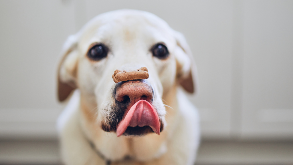 šuo su maistu ant nosies