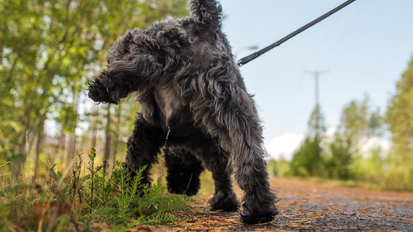 šuo nelaiko šlapimo