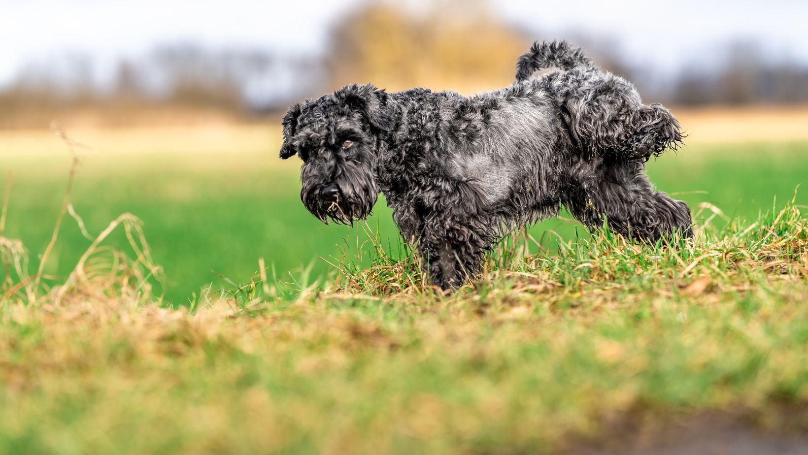 šuo šlapinasi krauju