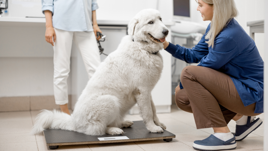 šuo veterinarijos klinikoje