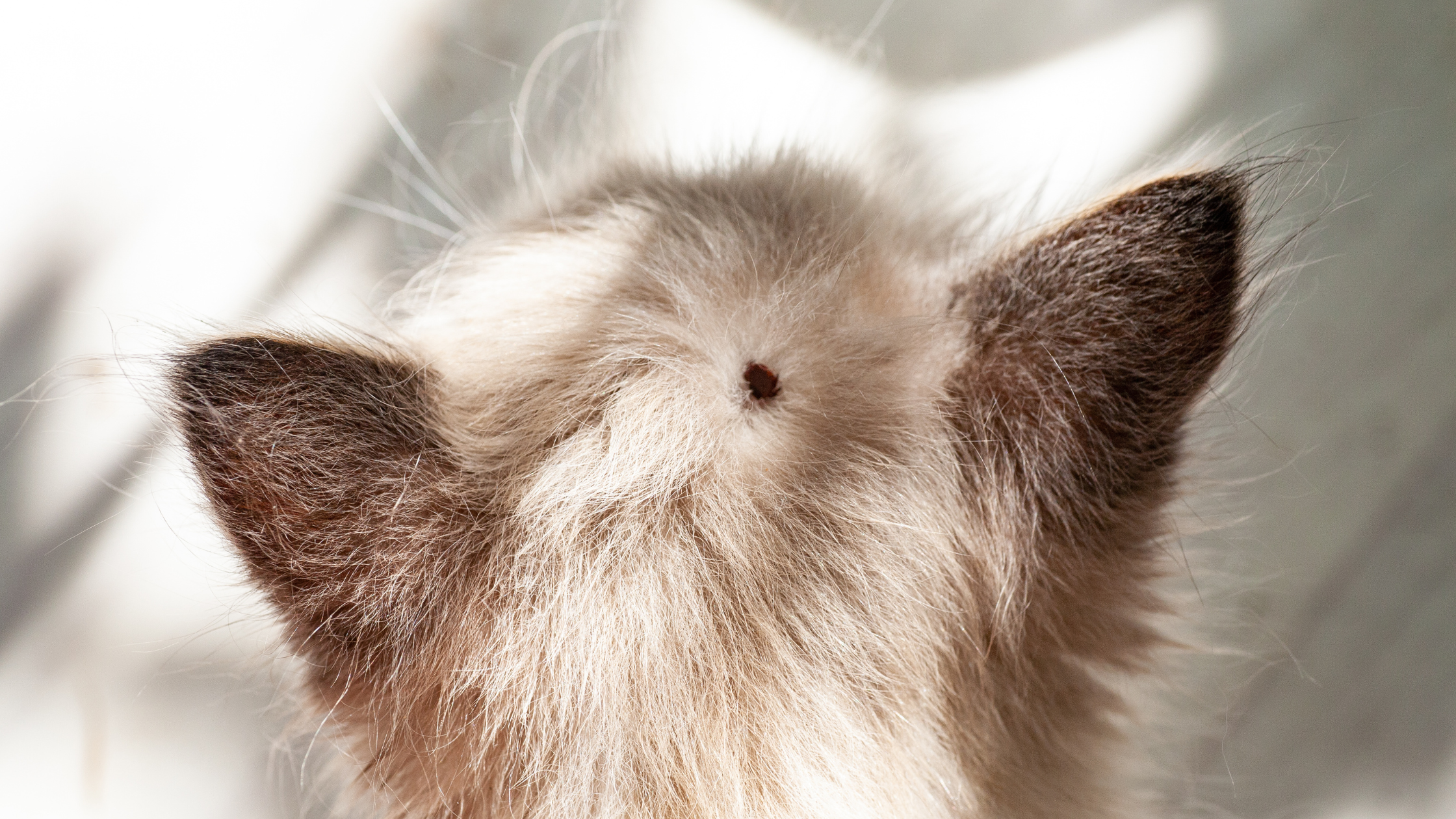 erkės įkandimas katei