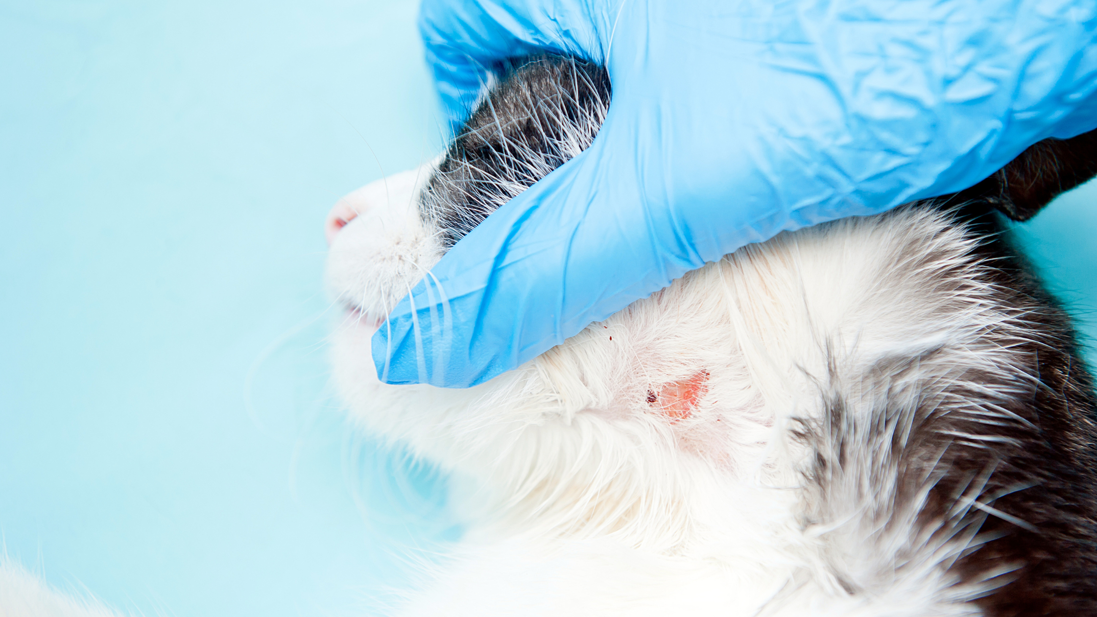 kačių odos ligos ir jų simptomai