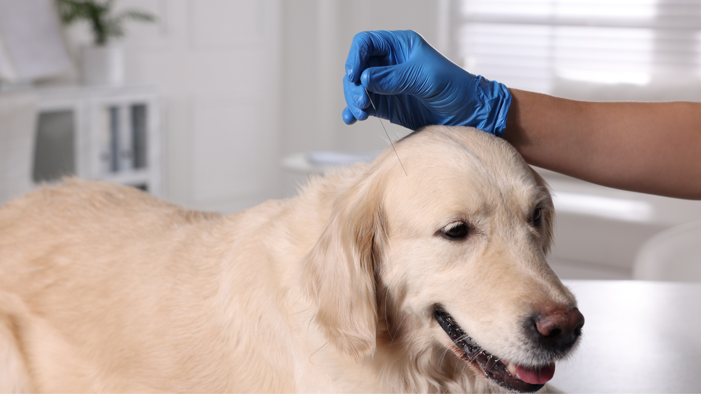 šuniui nuo skausmo veterinarijos klinikoje duodami vaistai