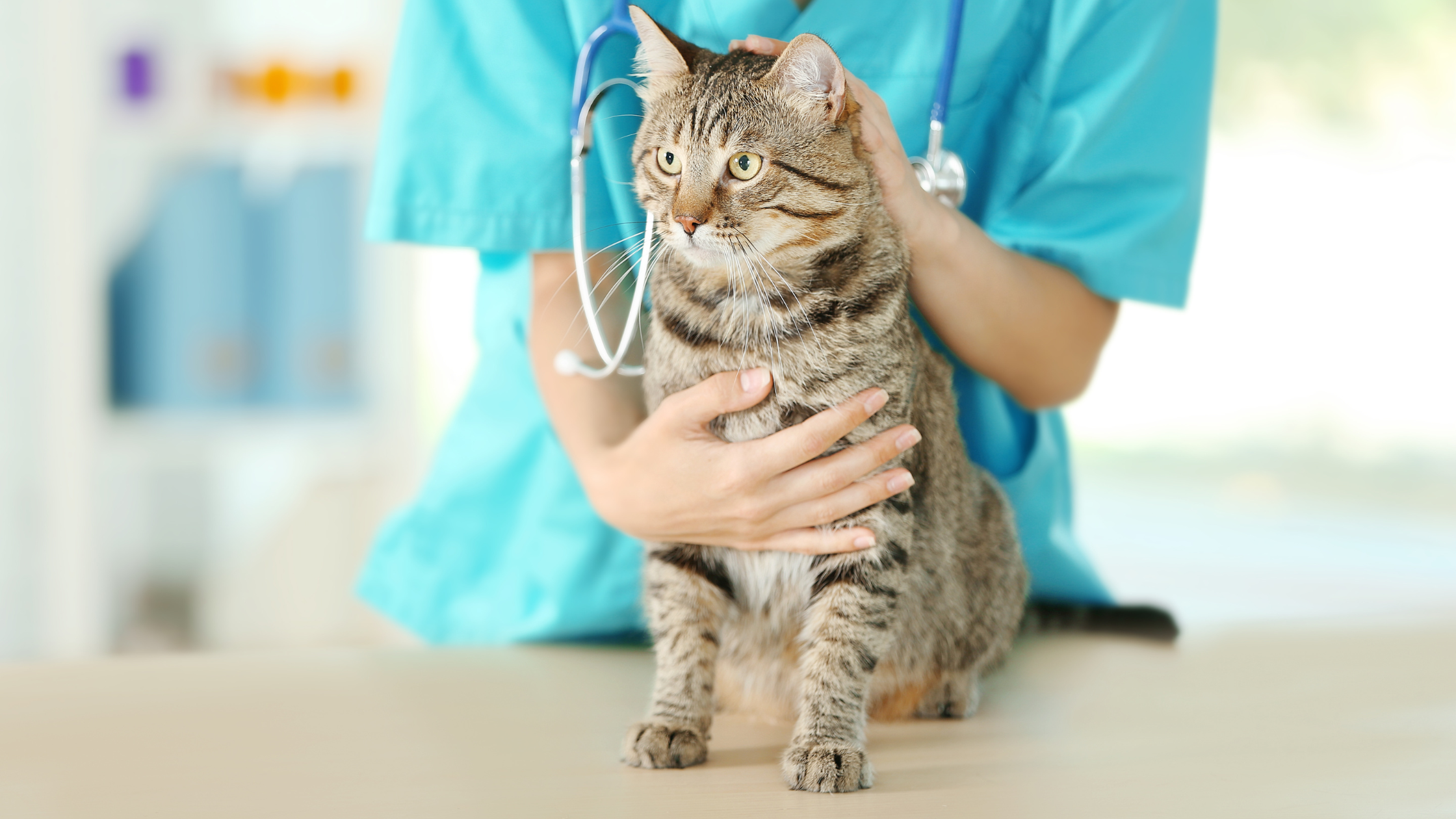 katė veterinarijos klinikoje nes turi kirmelių