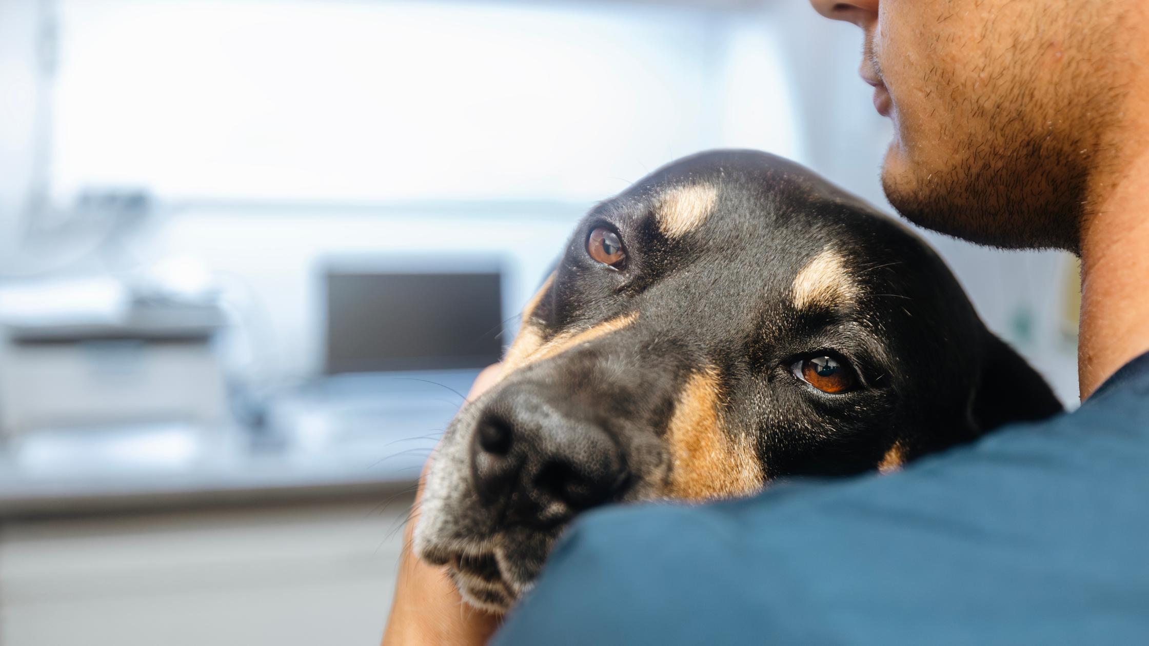 šunų akių ligos - ašarojančios šuns akys