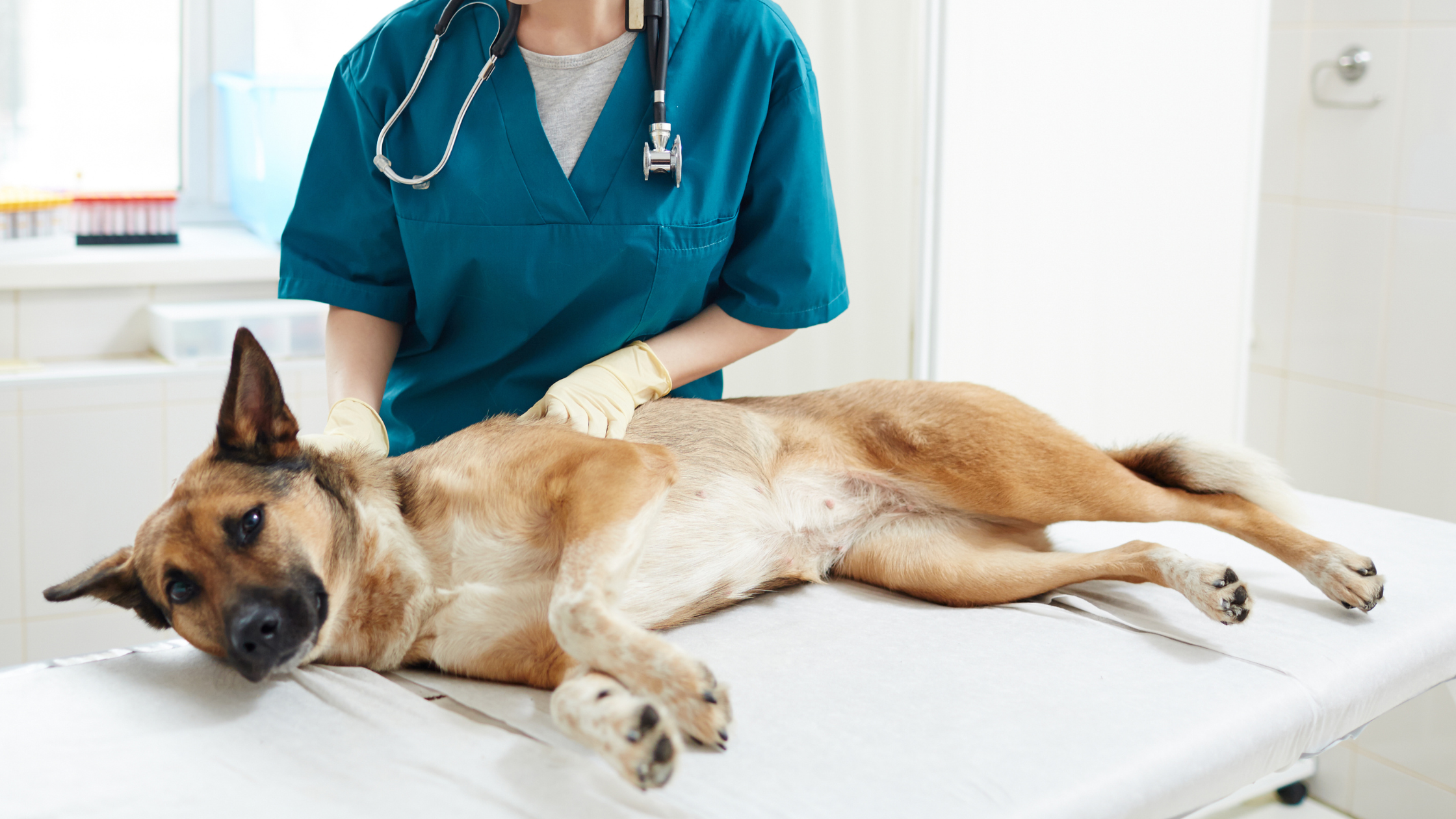 Šuo veterinarijos klinikoje reguliariai tikrinamas dėl epilepsijos gydymo ir priežiūros