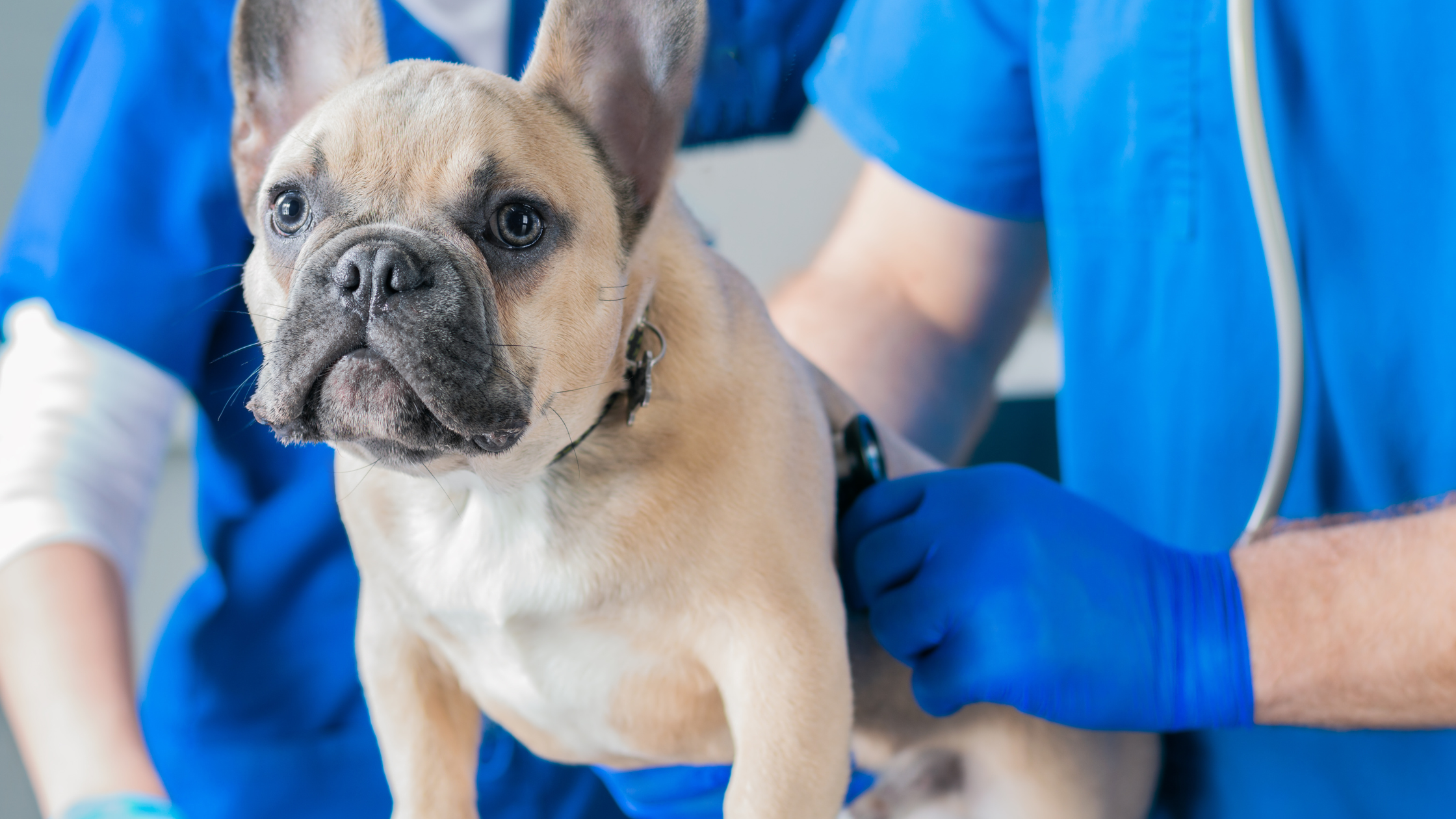 veterinarijoje šuo tikrinamas dėl šunų pieno liaukų vežio