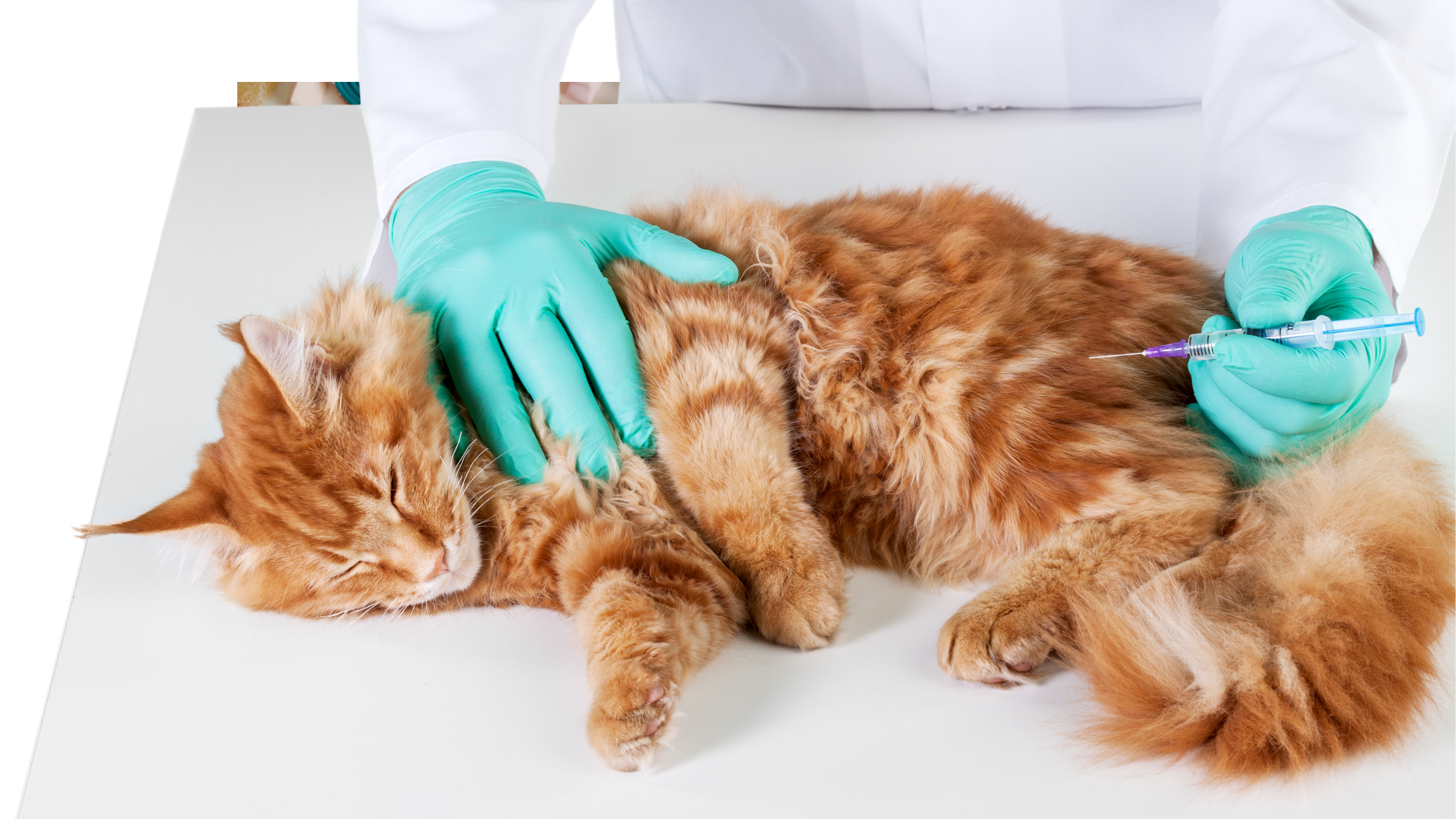 Katinas sergantis kačių diabetu veterinarijos klinikoje gauna insulino injekciją