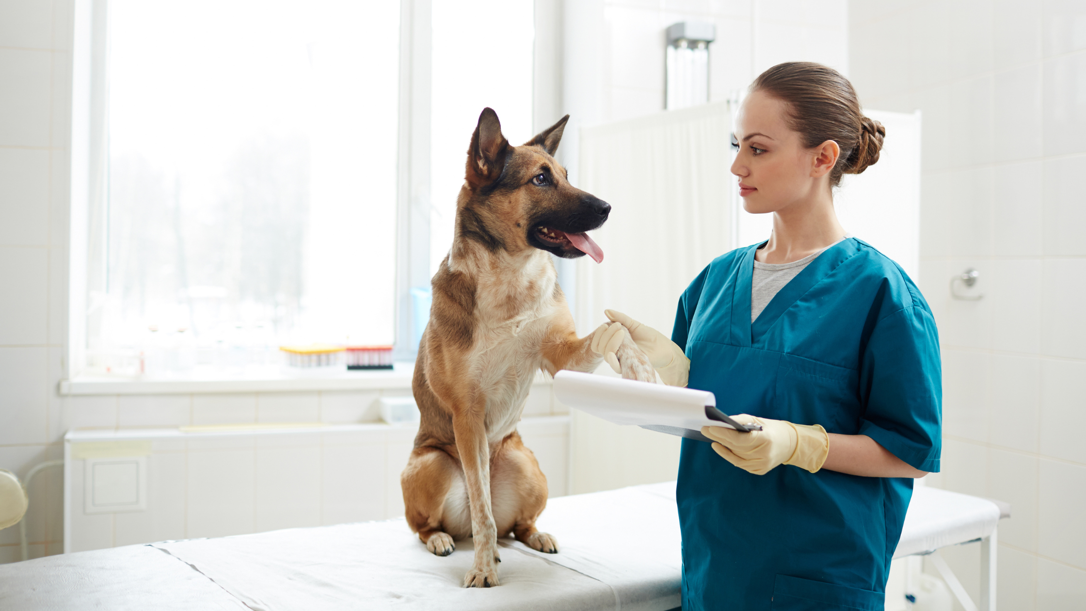 šuo veterinarijoje dėl šunų kirminų