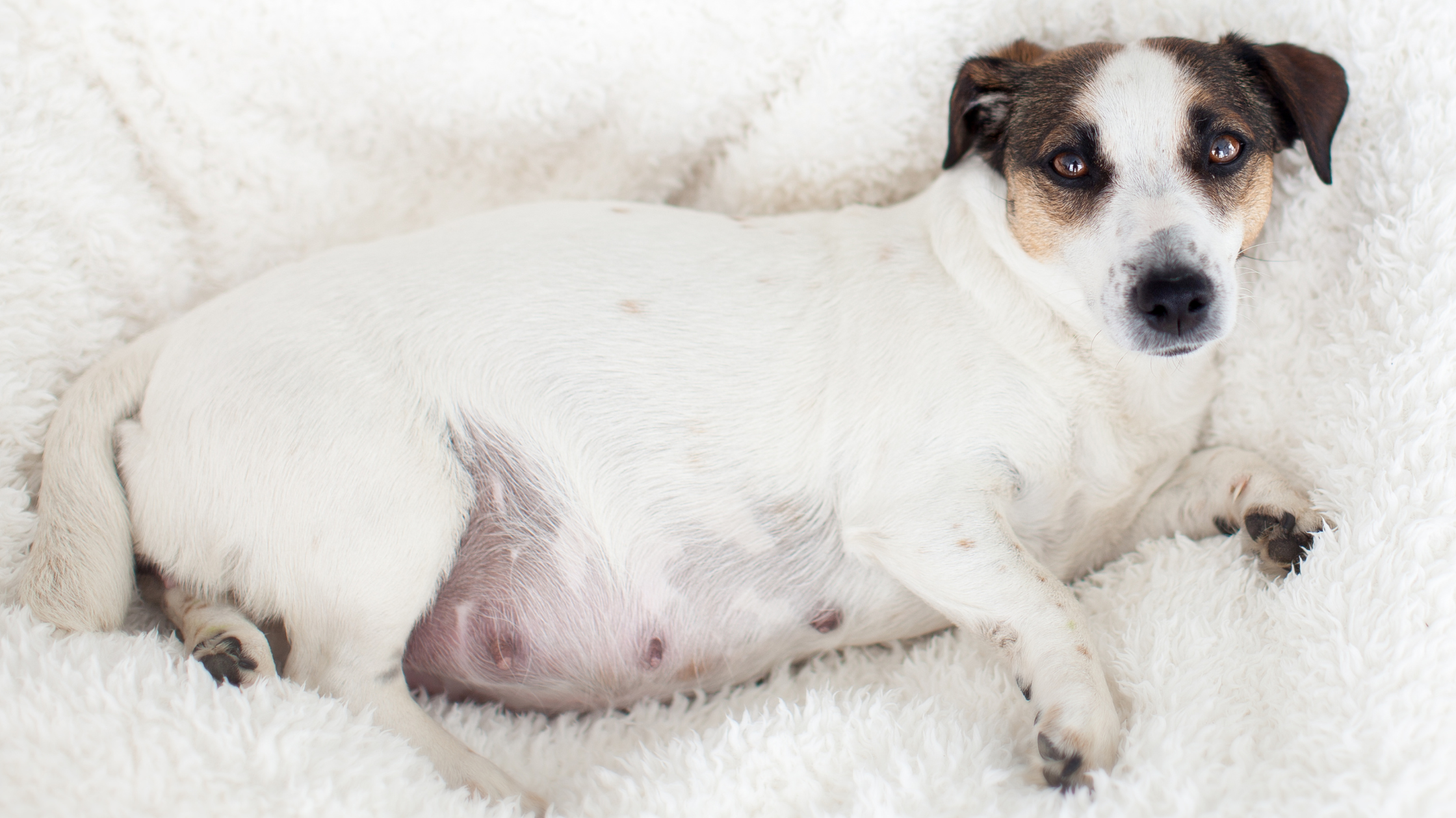 kalės nėštumas - guli nėščias šuo