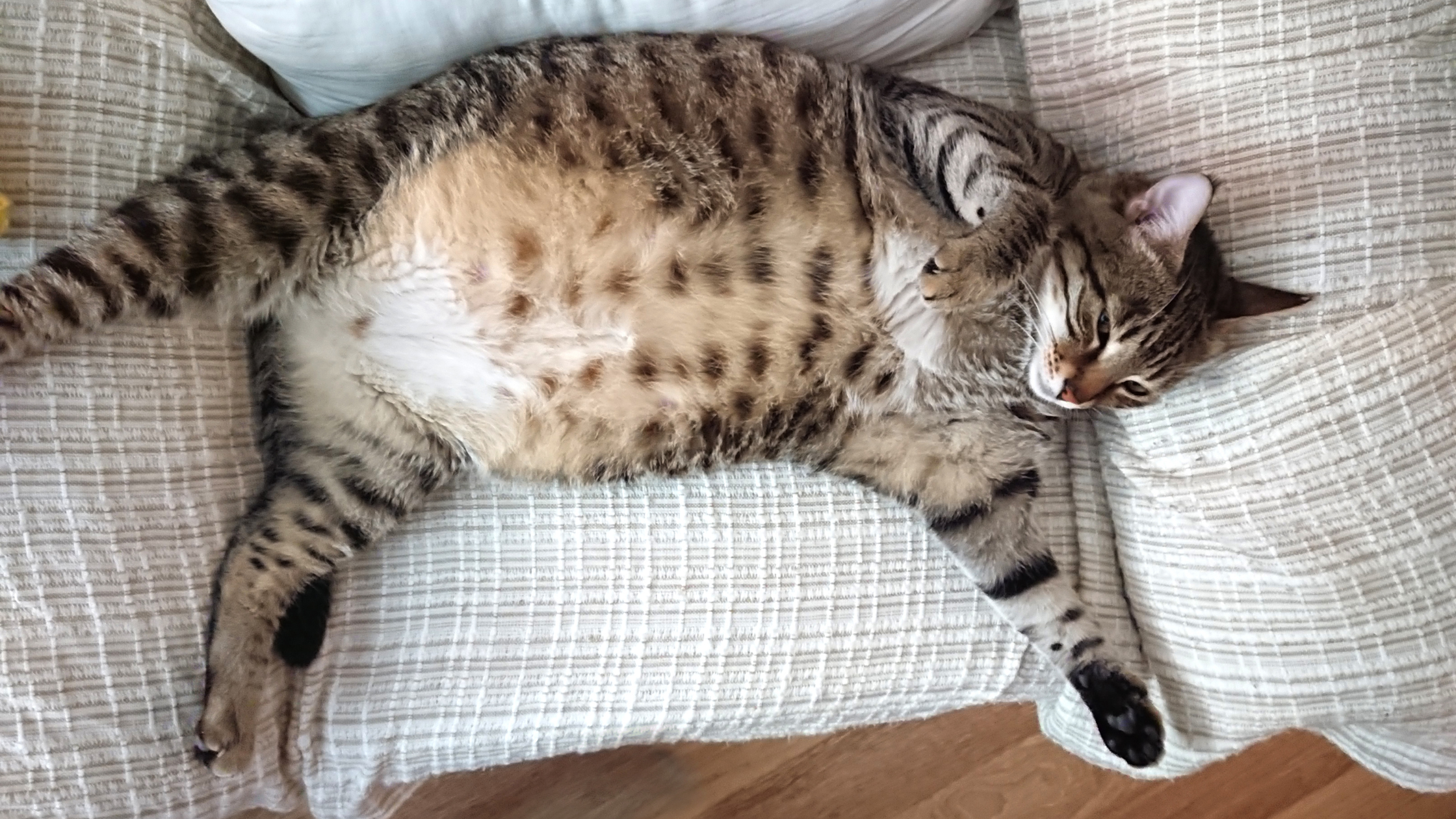 katės nėštumas - guli visa išsidrėbusi ant lovos