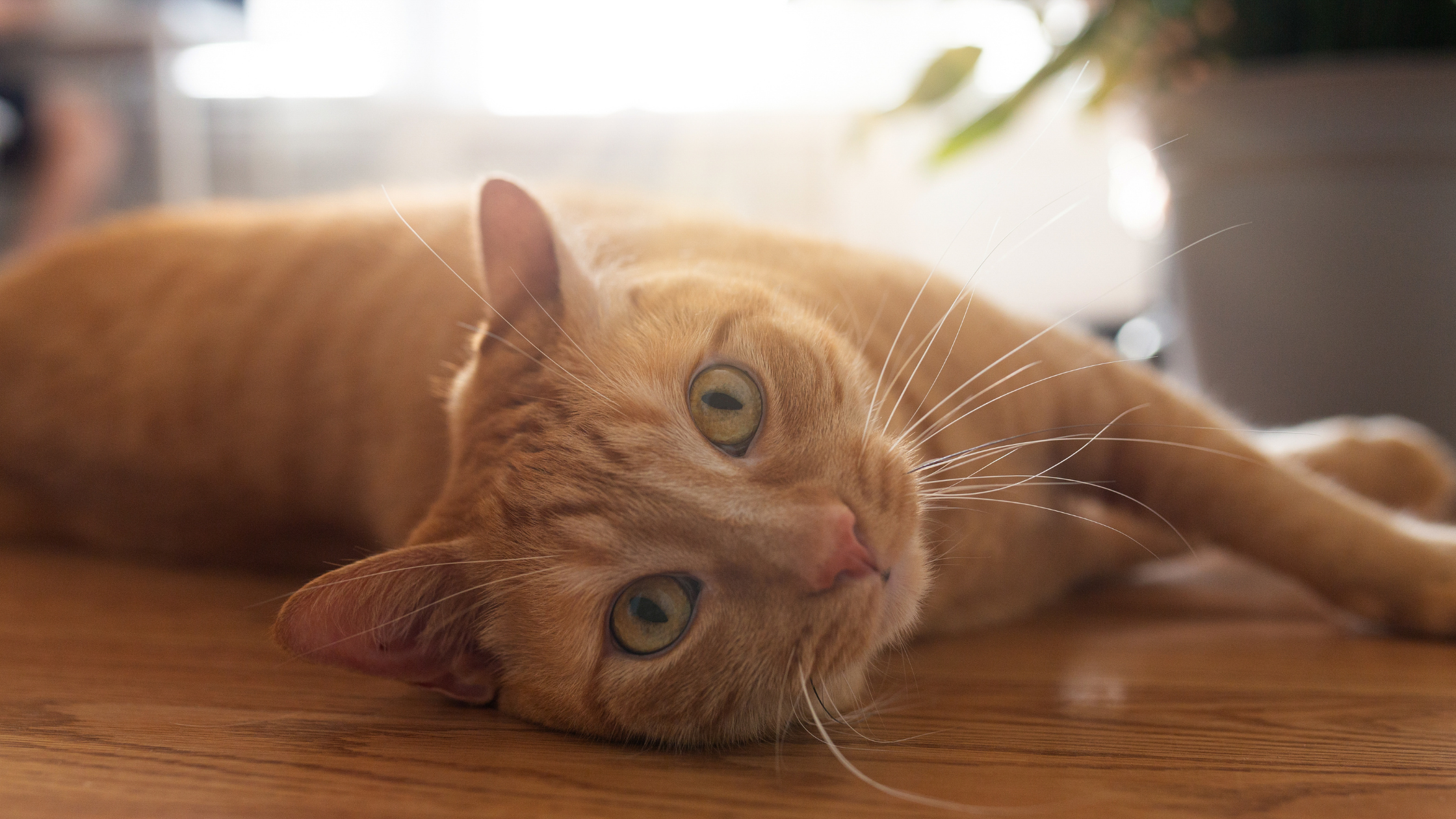 kambarinė katė ilsisi ant grindų