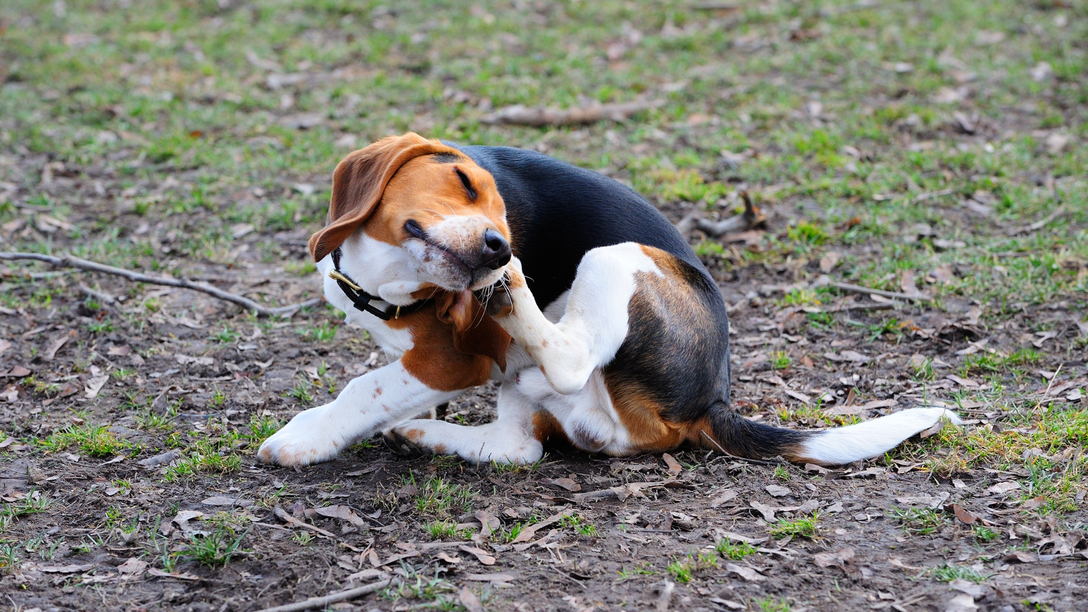 šuo stipriai kasosi, turi blusų