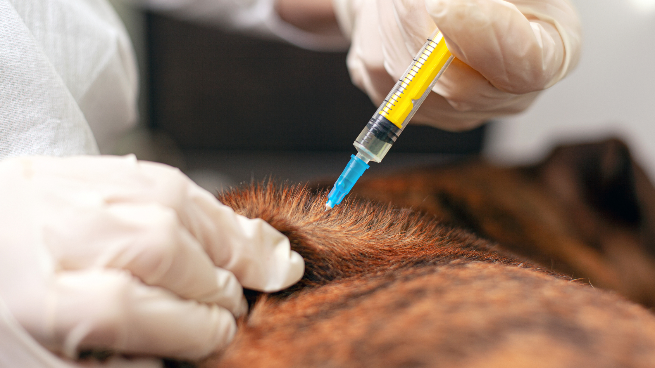 Šunų diabetas (cukraligė) gydomas insulino injekcijomis – nuotraukoje veterinaras leidžia insuliną sergančiam šuniui