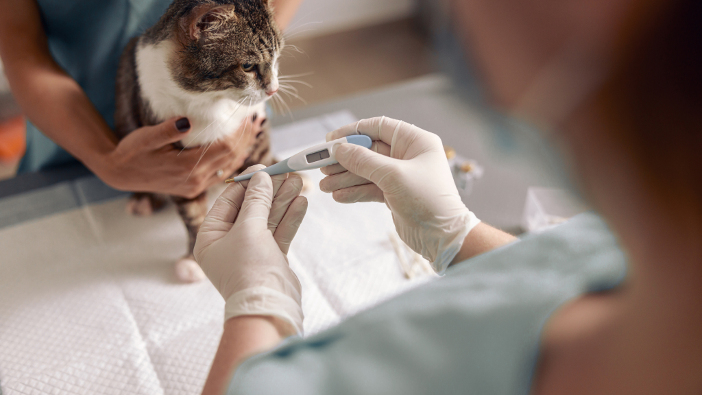 Veterinaras matuoja katino temperatūrą – normali katino temperatūra yra laikoma 38,0 °C–39,2 °C