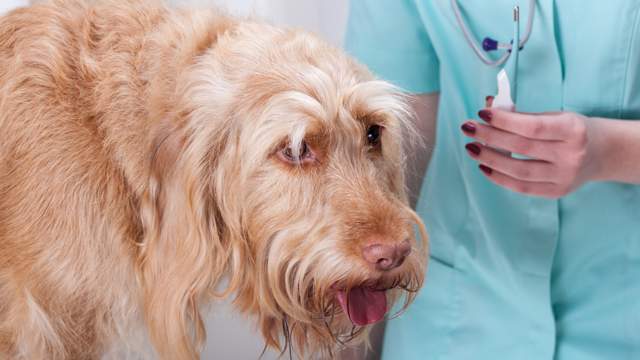 Lekuojantis šuo ir veterinarė su termometru tikrina ar šuns temperatūra normali