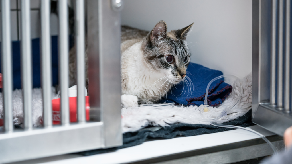 Katė gydoma veterinarijos klinikoje – dėl ligos nukrito katės kūno temperatūra