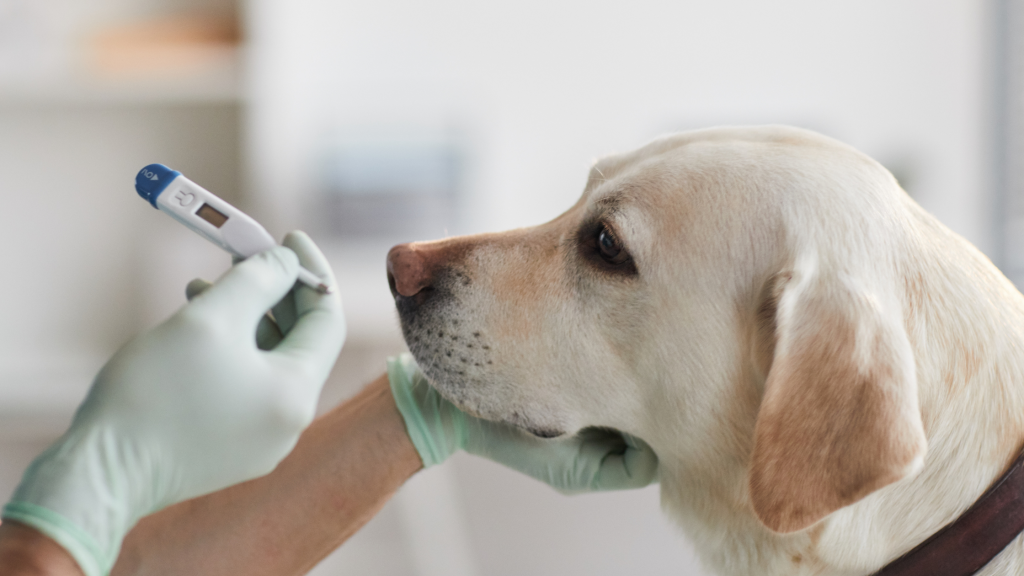 Veterinaras tikrina šuns temperatūrą – normali šuns kūno temperatūra yra 37,5–39,2 °C