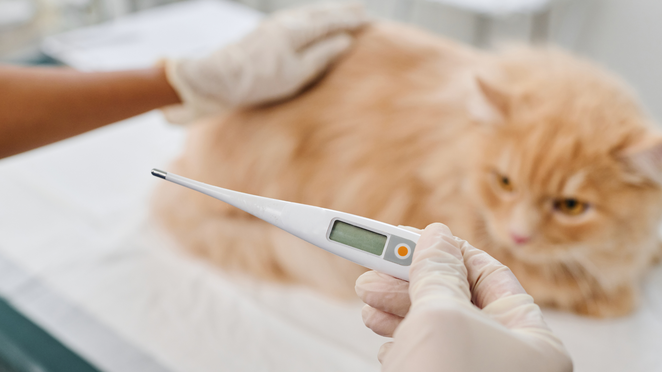 Cat temperature: what is normal, when is it too high or too low, and what  should you do? - Begemotas