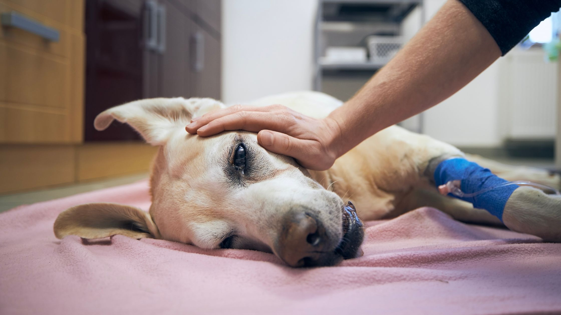 Šunų epilepsija – veterinarinė pagalba priepuolio metu