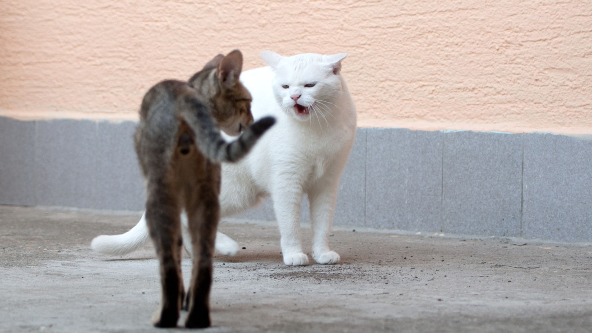 Nesterilizuoti katinai dažniau susižeidžia kovose su kitais katinais.