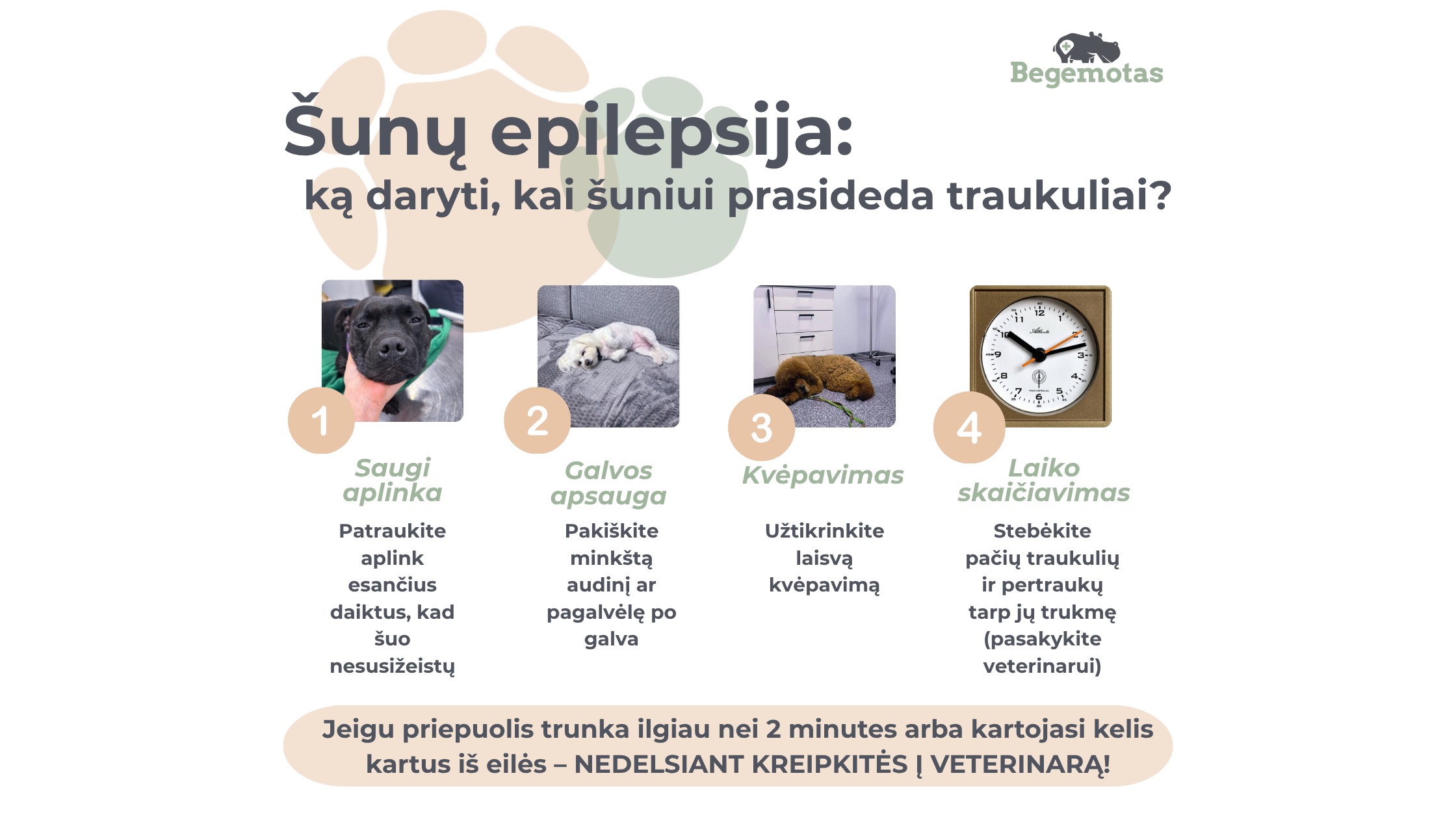 Šunų epilepsija: ką daryti, kai šuniui prasideda traukuliai? Svarbu: saugi aplinka, galvos apsauga, laiko skaičiavimas.