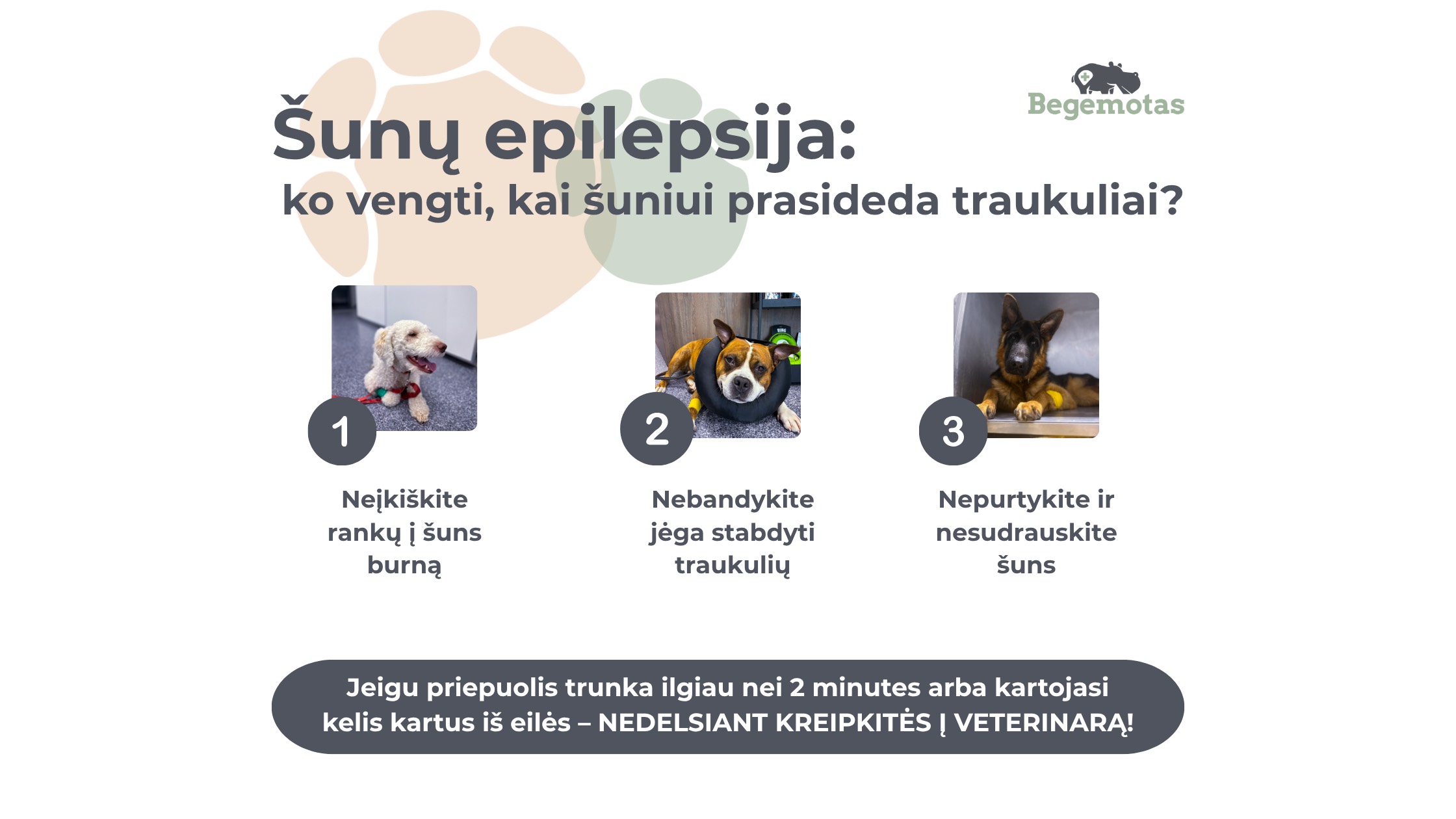 Šunų epilepsija: ko vengti, kai šuniui prasideda traukuliai? Nekišti rankų į šuns burną, nepurtyti ir jėga nestabdyti traukulių.